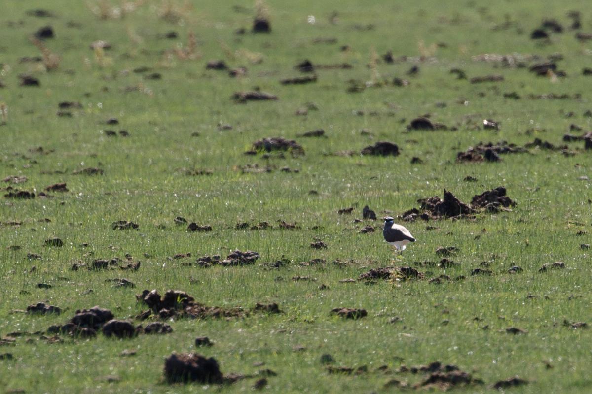 Banded lapwing (Vanellus tricolor)
