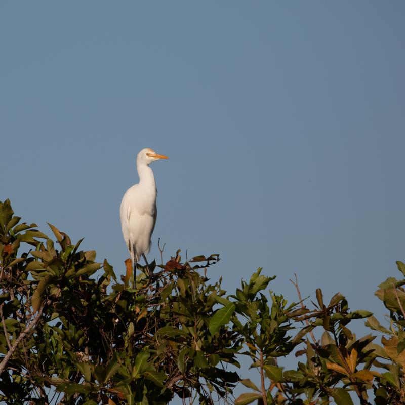 Intermediate egret (Ardea intermedia)