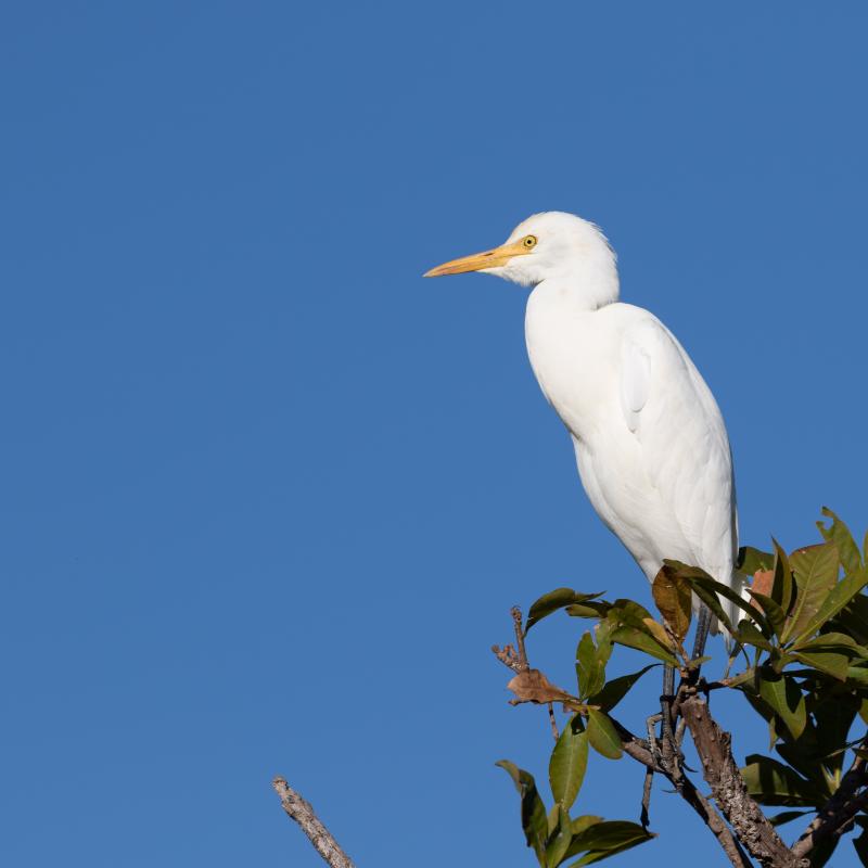 Intermediate egret (Ardea intermedia)