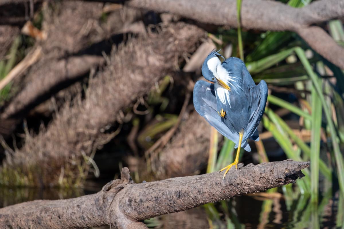 Pied heron (Egretta picata)