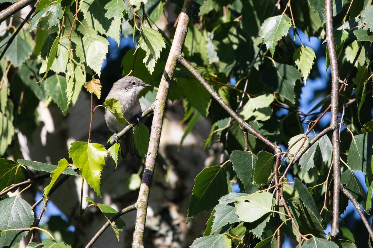 Garden warbler (Sylvia borin)
