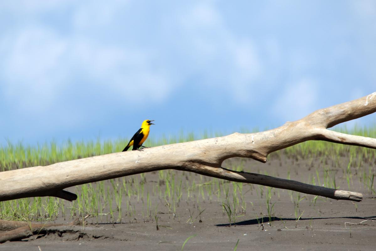 Oriole blackbird (Gymnomystax mexicanus)