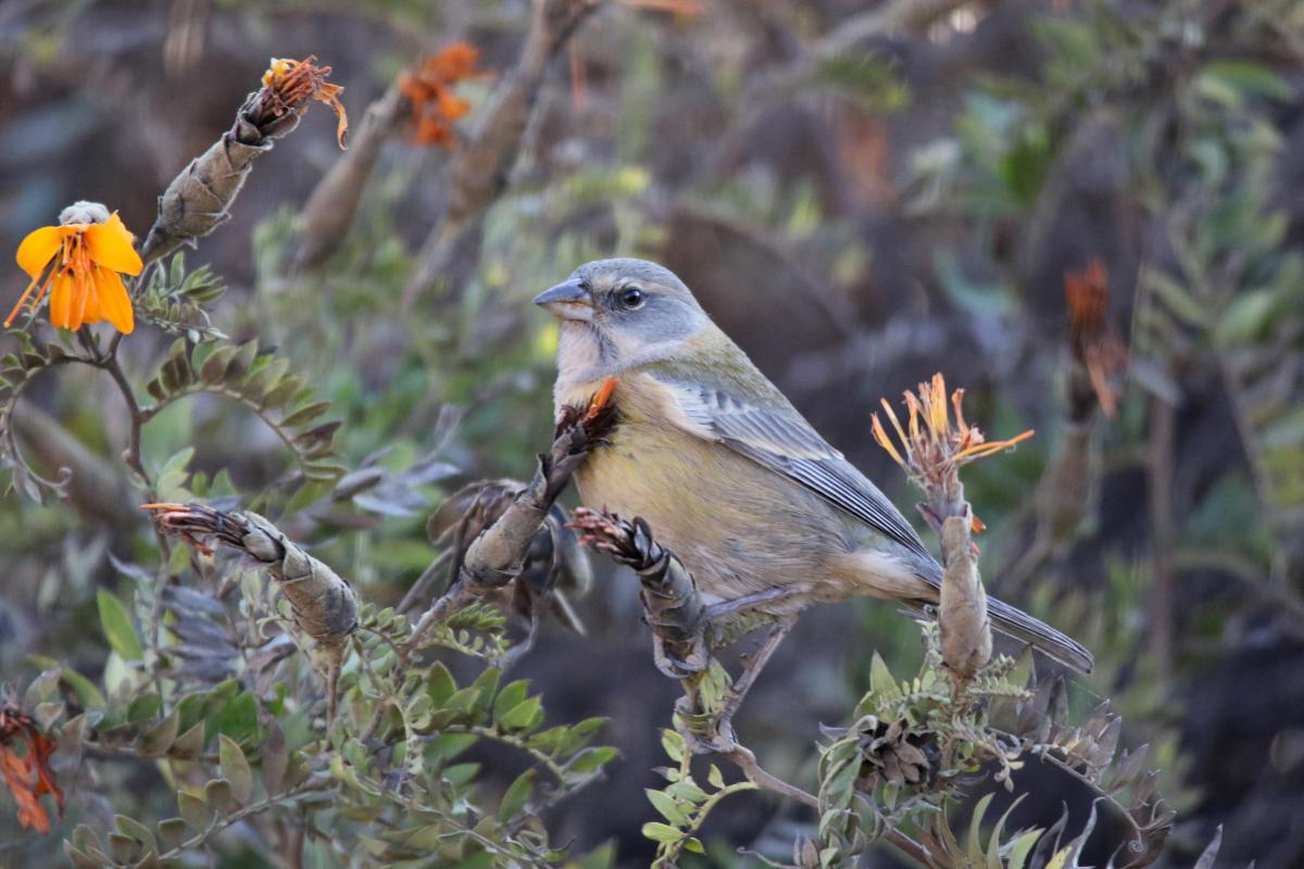 Peruvian sierra finch (Phrygilus punensis)