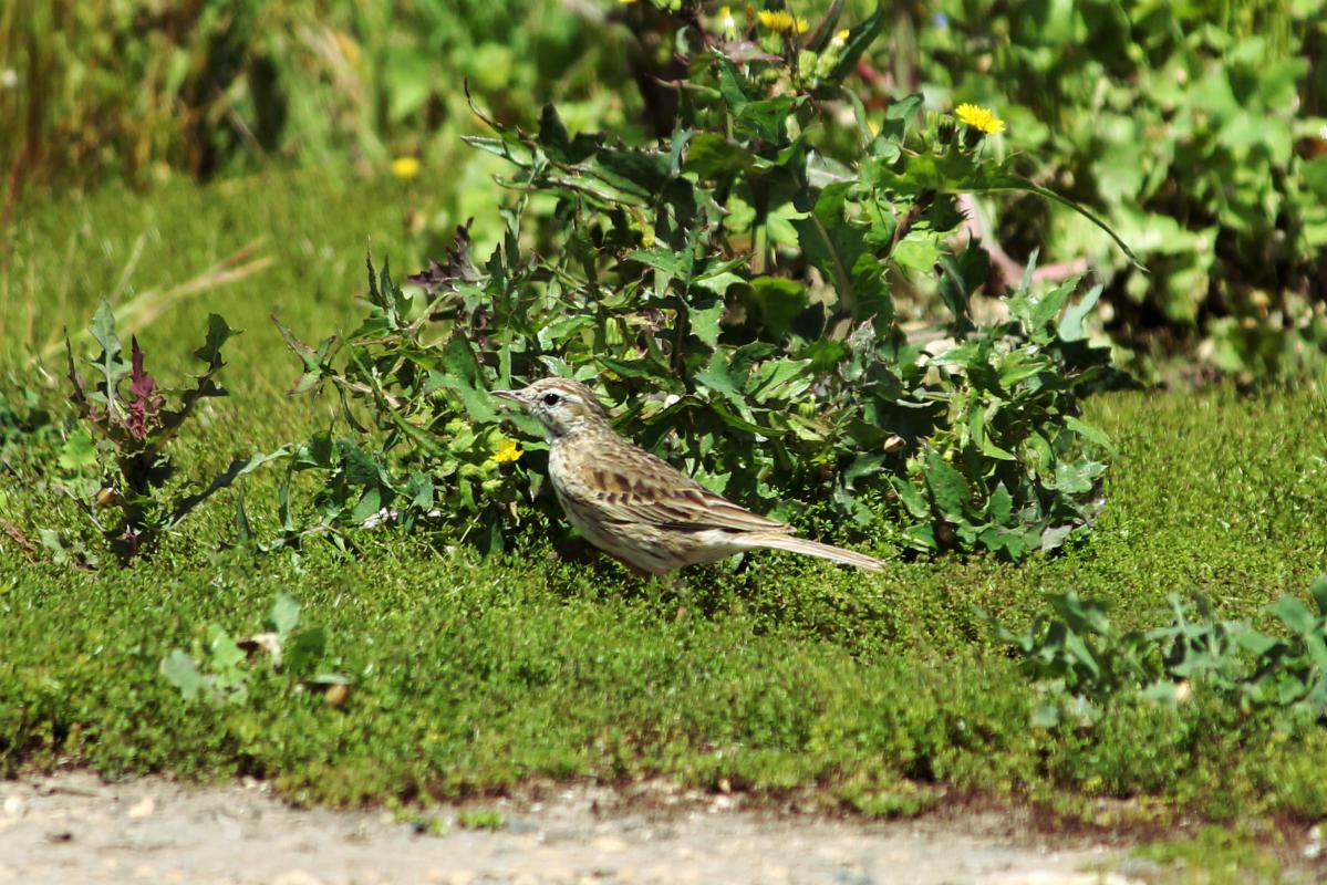 Australasian Pipit (Anthus novaeseelandiae)