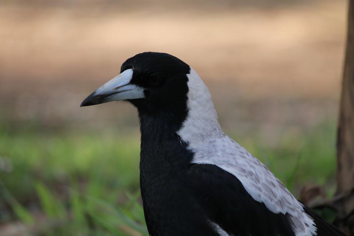 Australian Magpie (Cracticus tibicen)