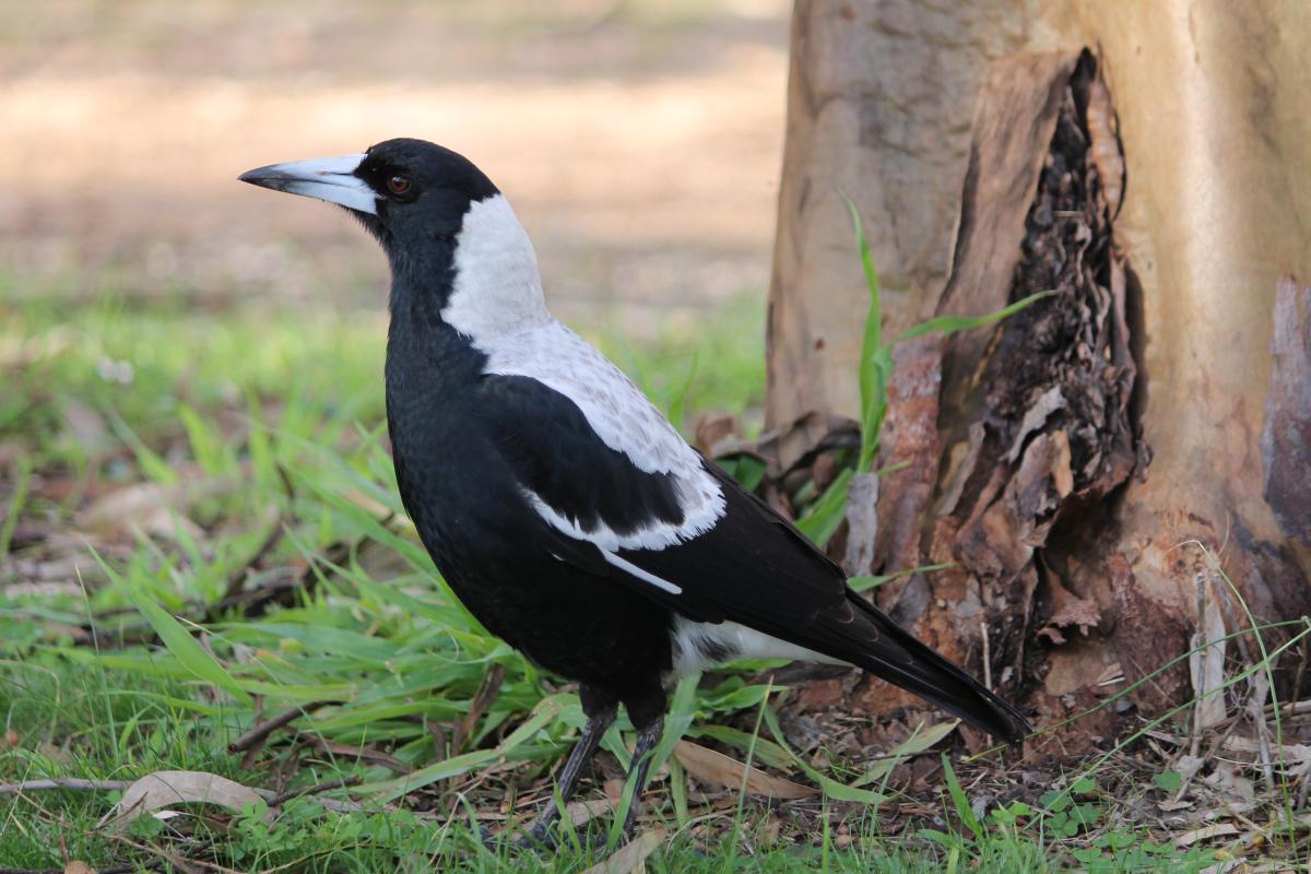 Australian Magpie (Cracticus tibicen)