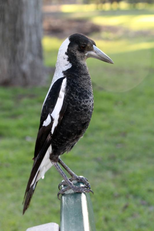 Australian Magpie (Cracticus tibicen)