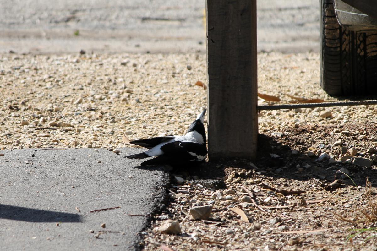 Australian Magpie (Cracticus tibicen)