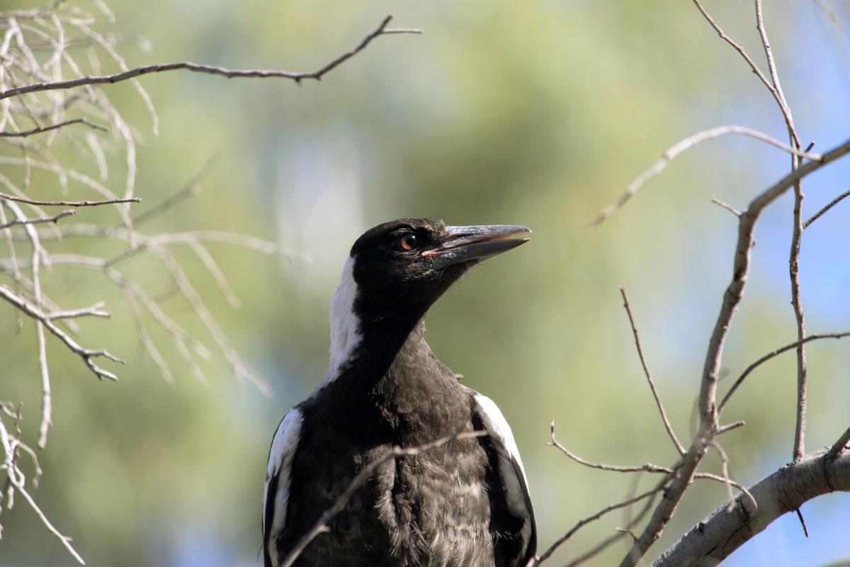 Australian Magpie (Cracticus tibicen)