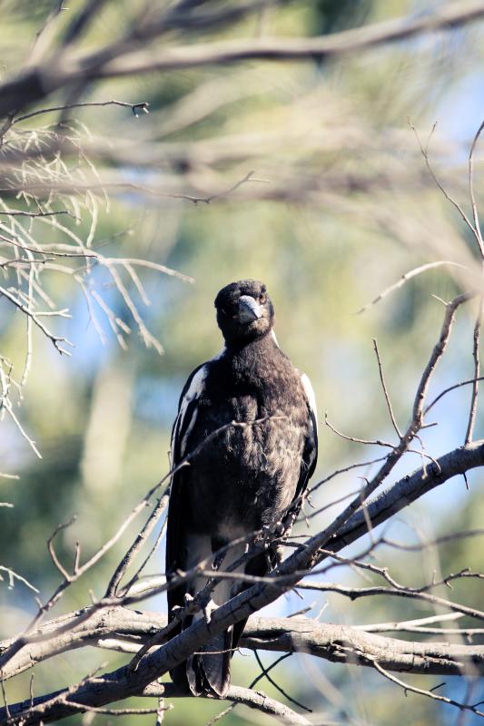 Australian Magpie (Cracticus tibicen)