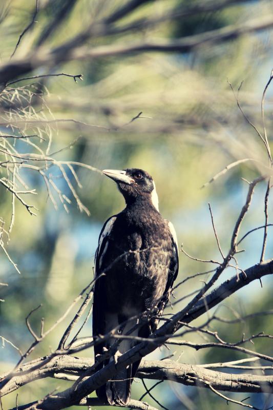 Australian Magpie (Cracticus tibicen)