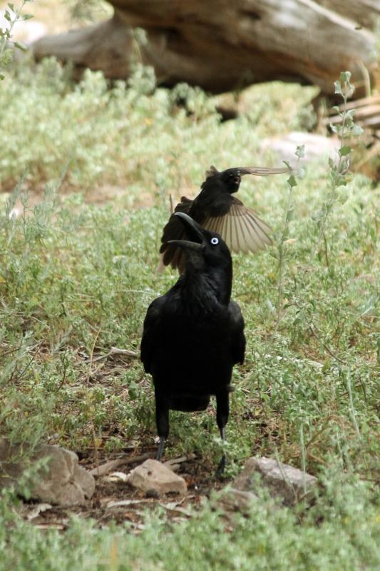 Australian Raven (Corvus coronoides)