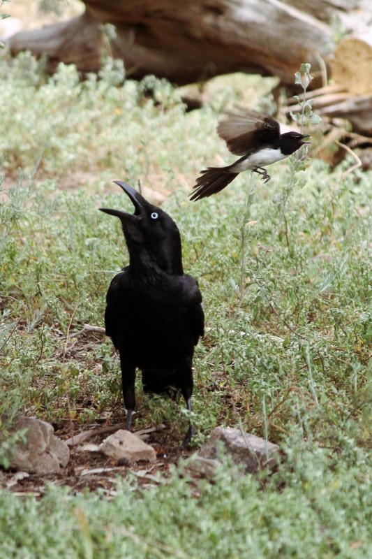 Australian Raven (Corvus coronoides)