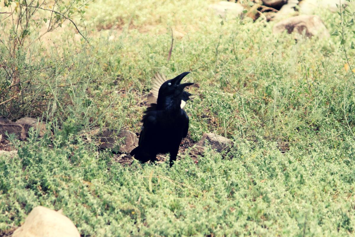 Australian Raven (Corvus coronoides)