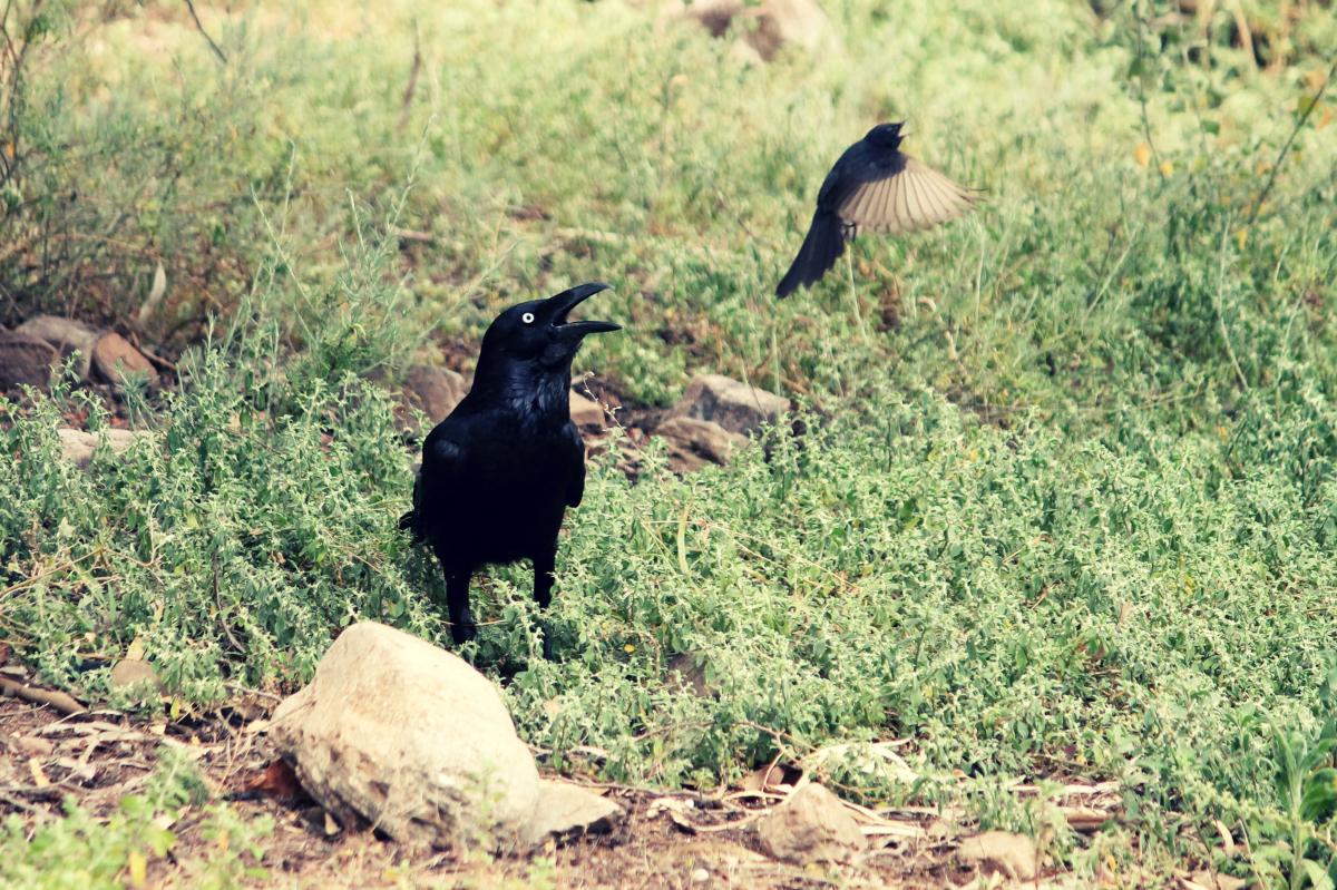 Australian Raven (Corvus coronoides)