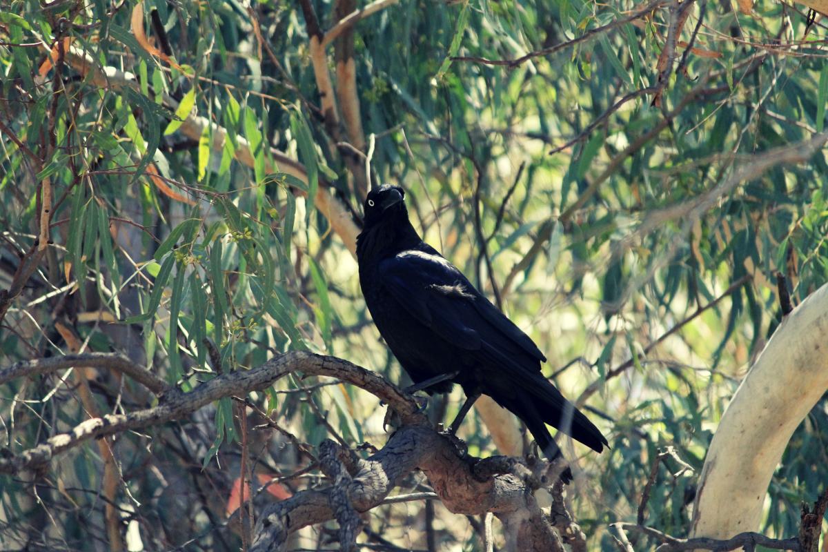 Australian Raven (Corvus coronoides)