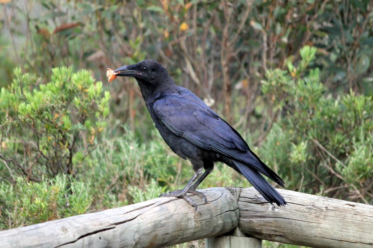 Australian Raven (Corvus coronoides)