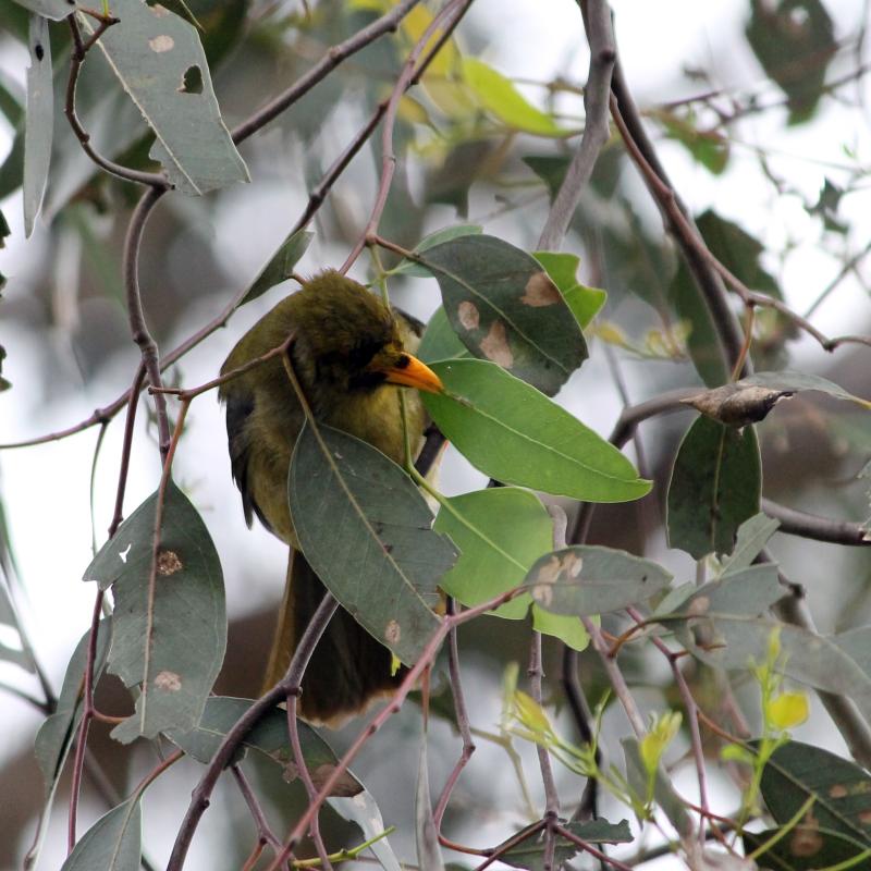 Bell Miner (Manorina melanophrys)