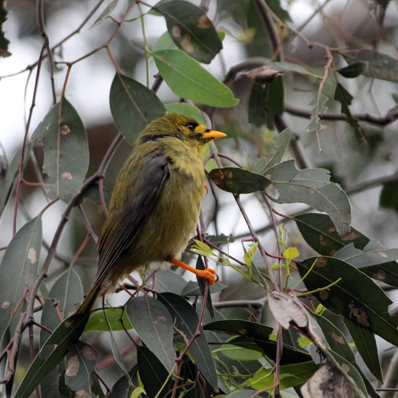 Bell Miner (Manorina melanophrys)