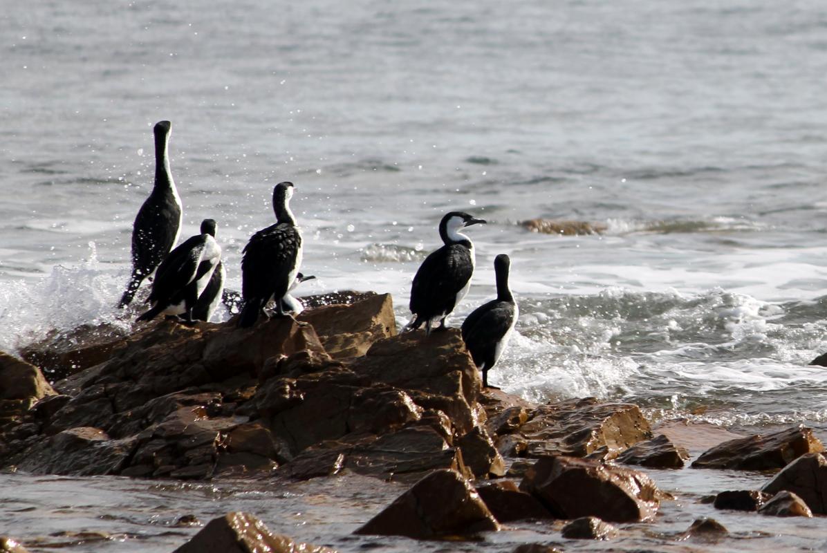 Black-faced Cormorant (Phalacrocorax fuscescens)