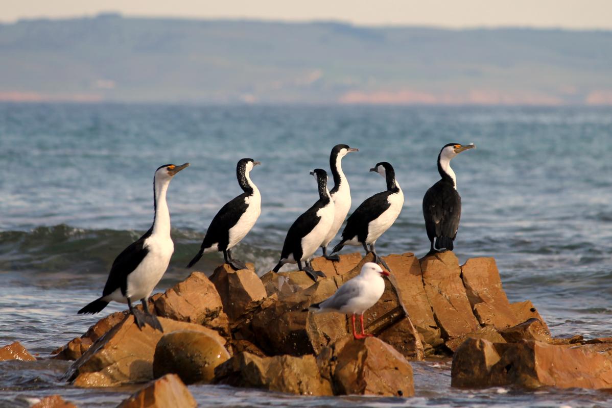 Black-faced Cormorant (Phalacrocorax fuscescens)