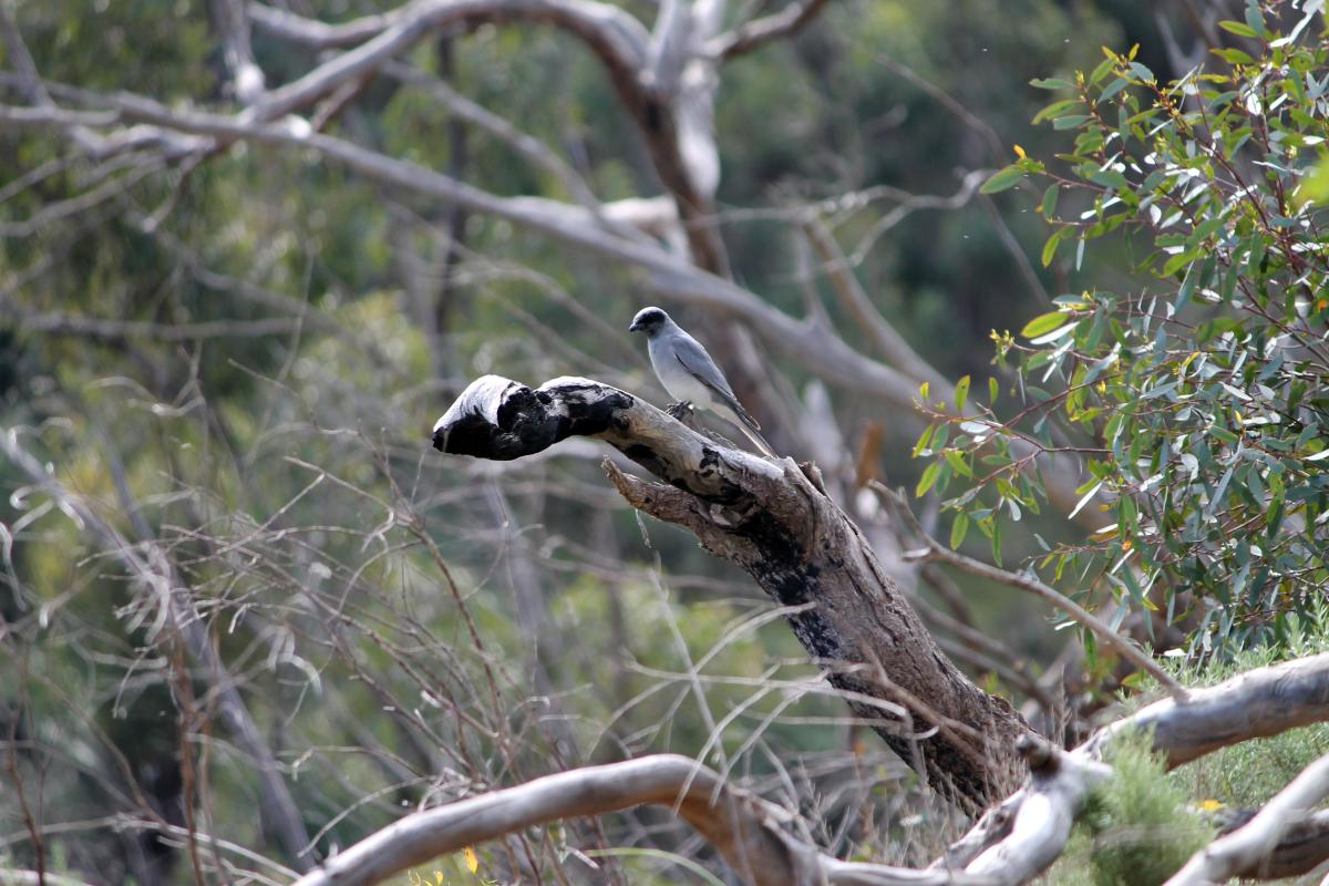 Black-faced Cuckoo-shrike (Coracina novaehollandiae)