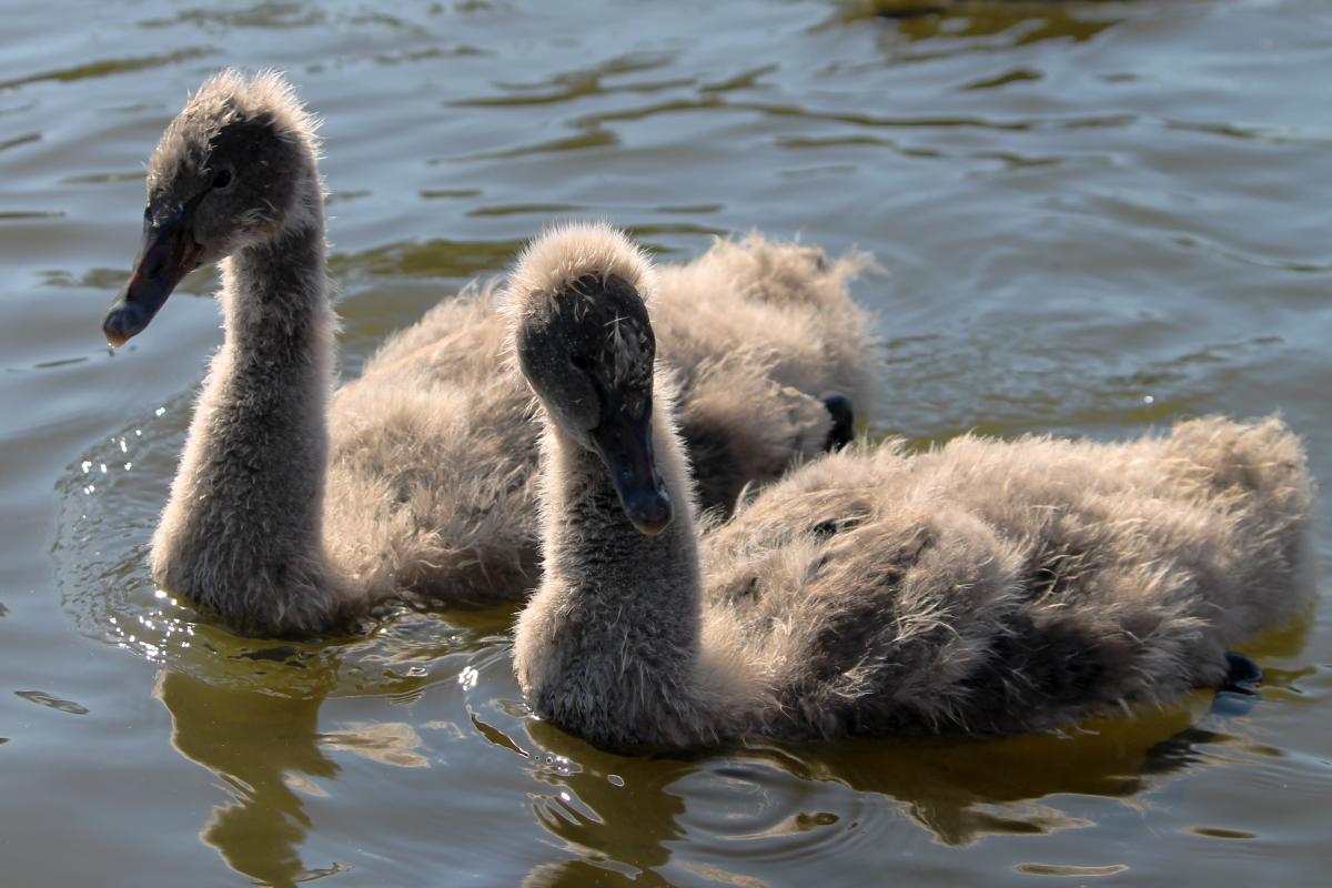 Black Swan (Cygnus atratus)