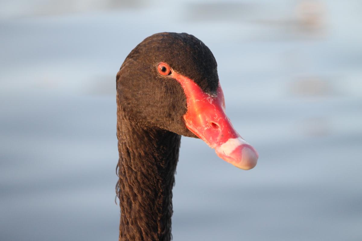 Black Swan (Cygnus atratus)