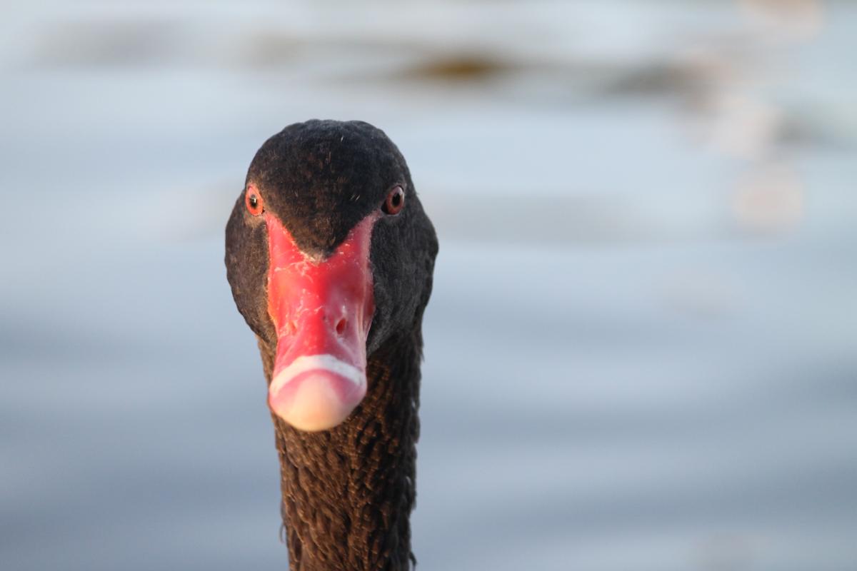 Black Swan (Cygnus atratus)