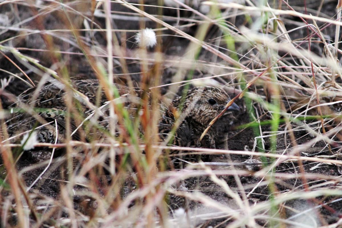 Brown Quail (Coturnix ypsilophora)