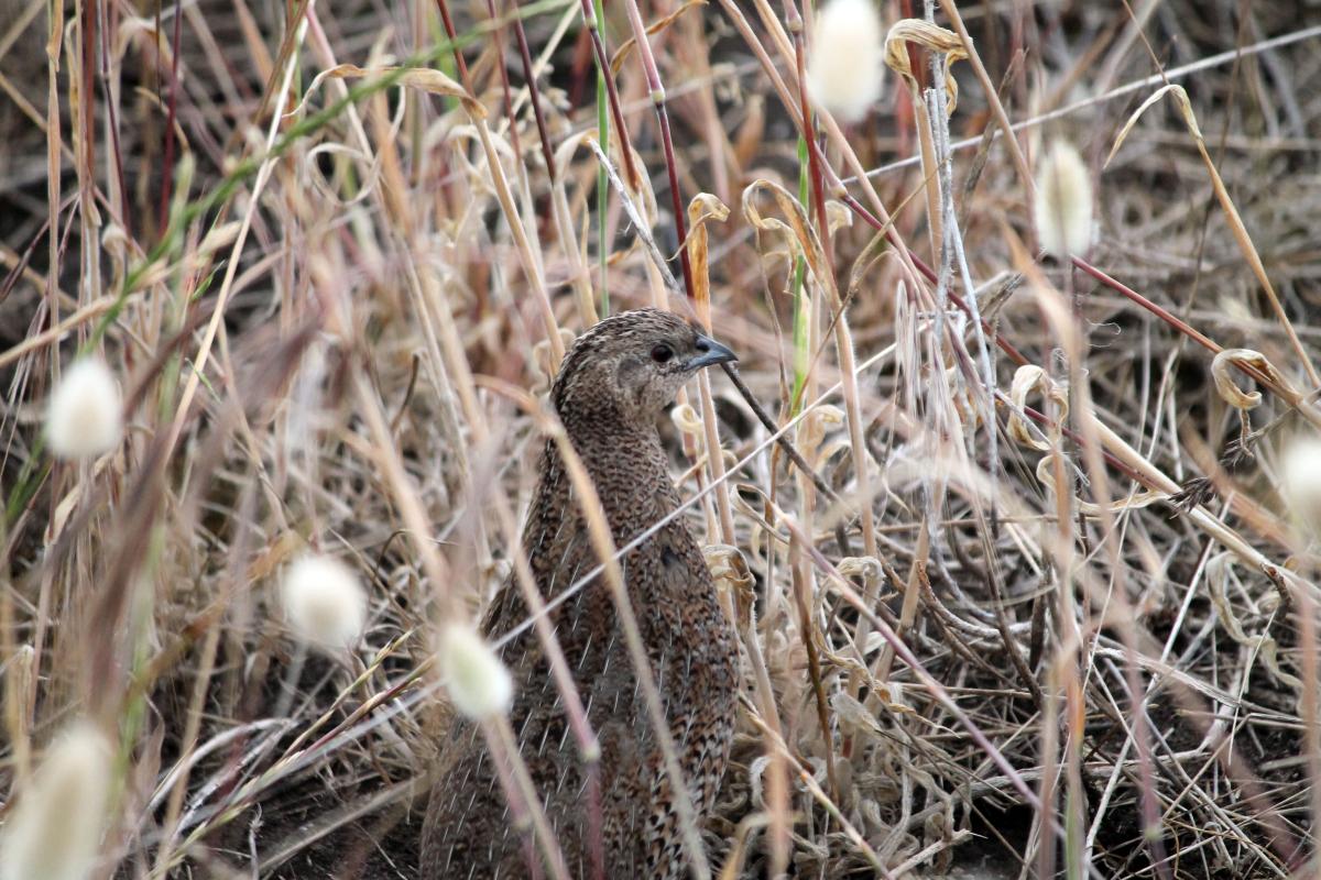 Brown Quail (Coturnix ypsilophora)