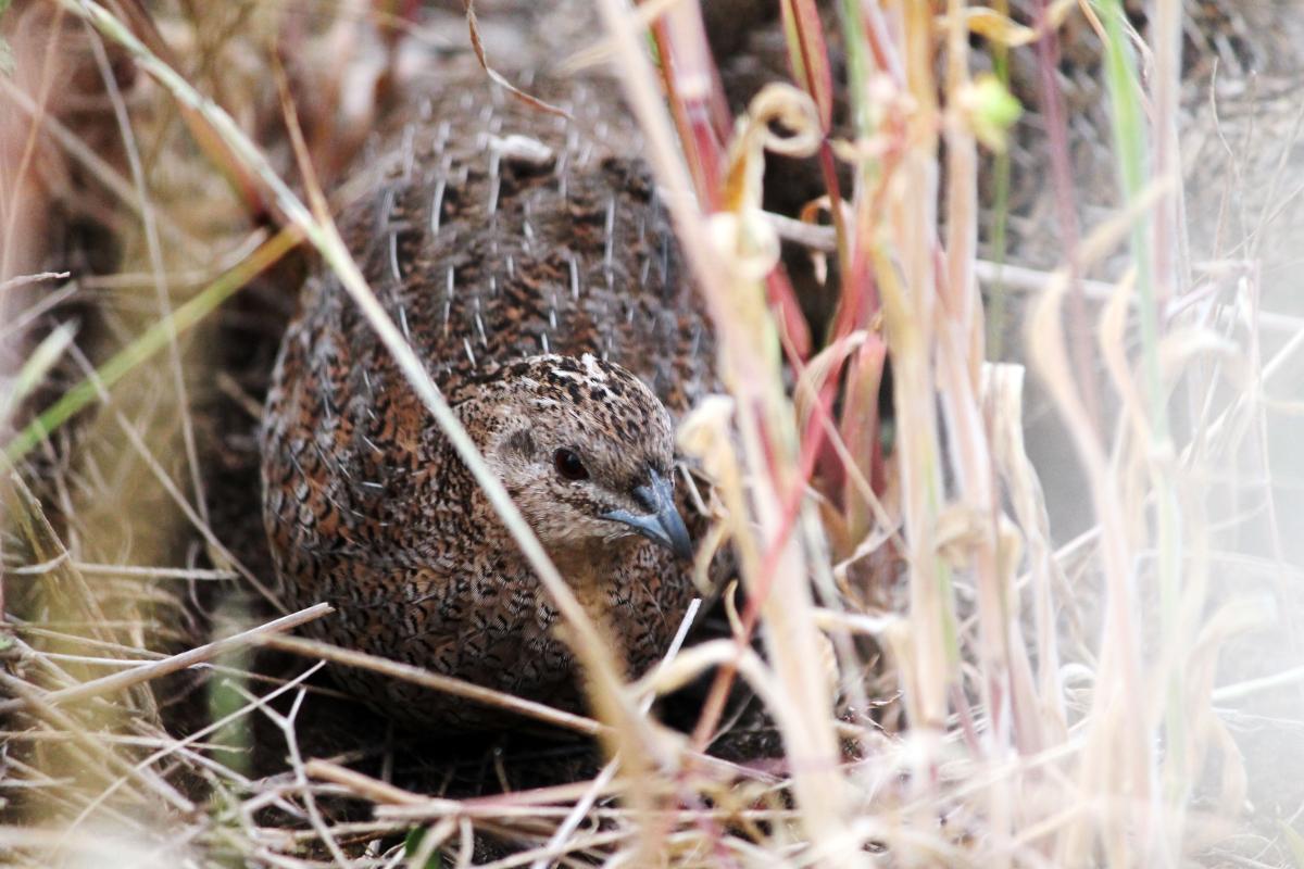 Brown Quail (Coturnix ypsilophora)