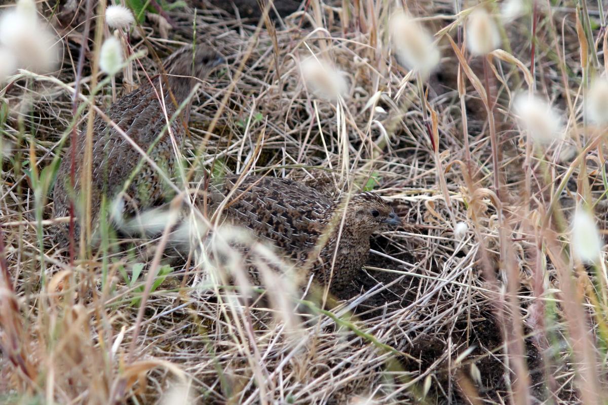 Brown Quail (Coturnix ypsilophora)