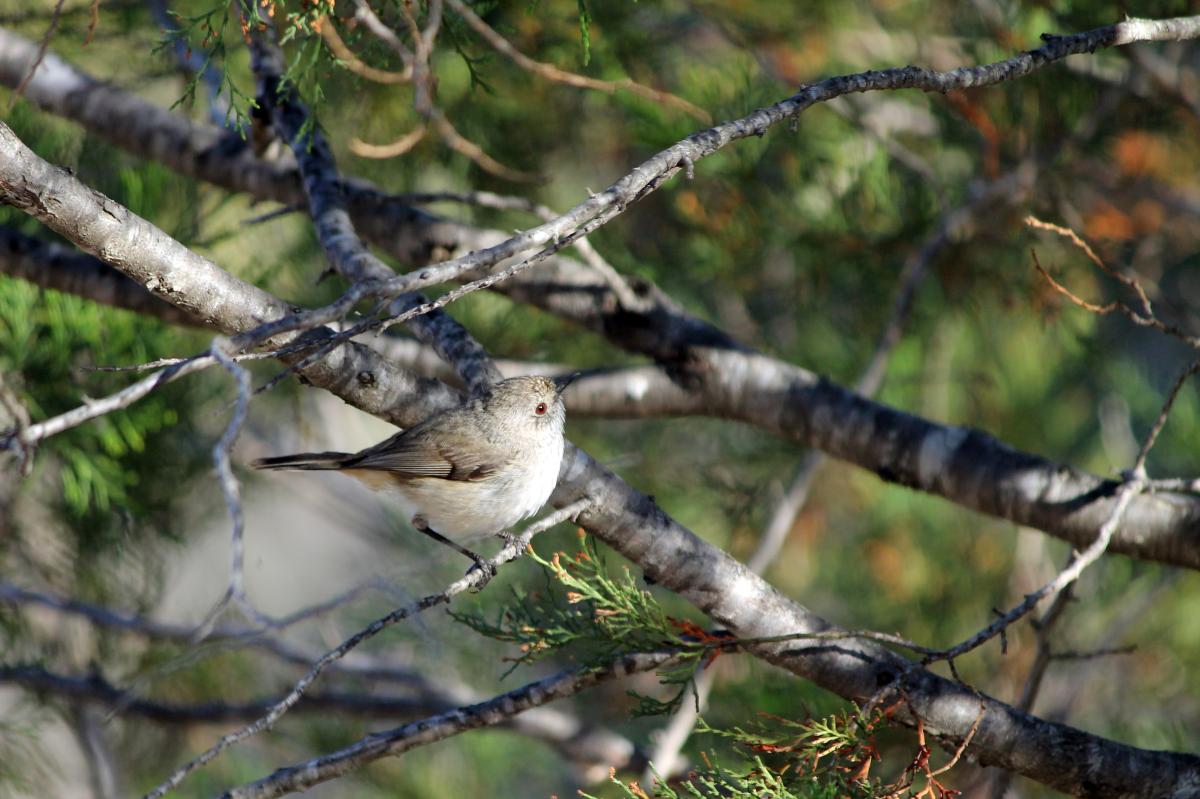 Brown Thornbill (Acanthiza pusilla)