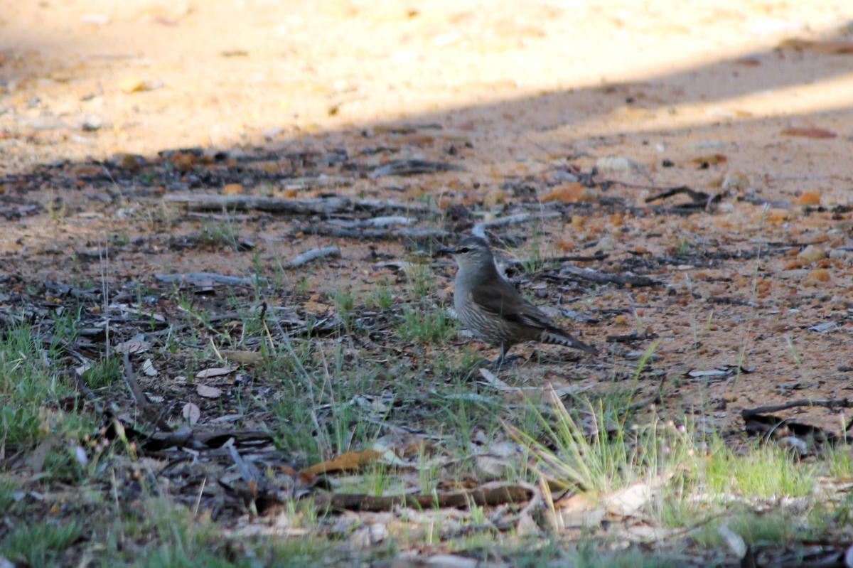 Brown Treecreeper (Climacteris picumnus)