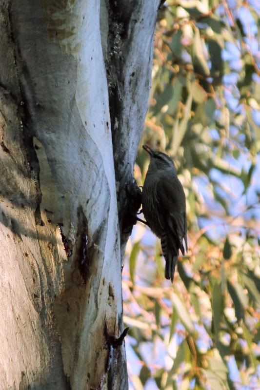 Brown Treecreeper (Climacteris picumnus)