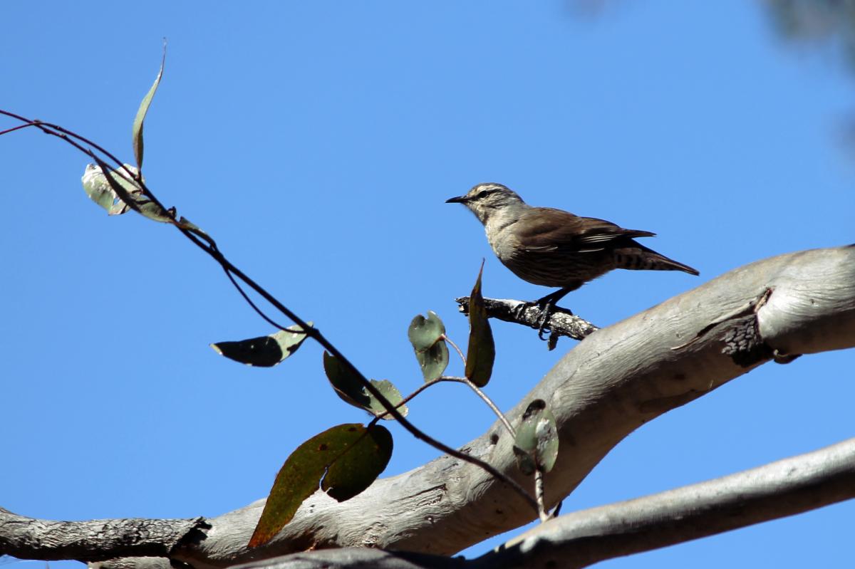 Brown Treecreeper (Climacteris picumnus)