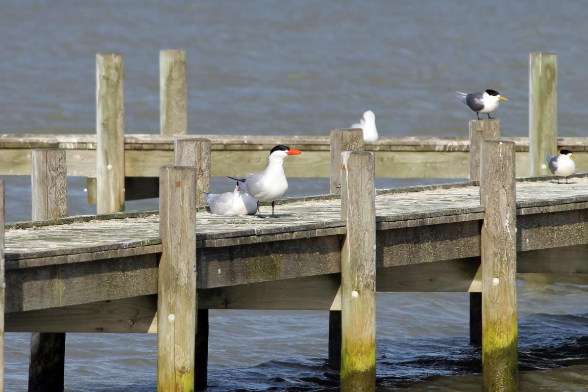 Caspian Tern (Hydroprogne caspia)