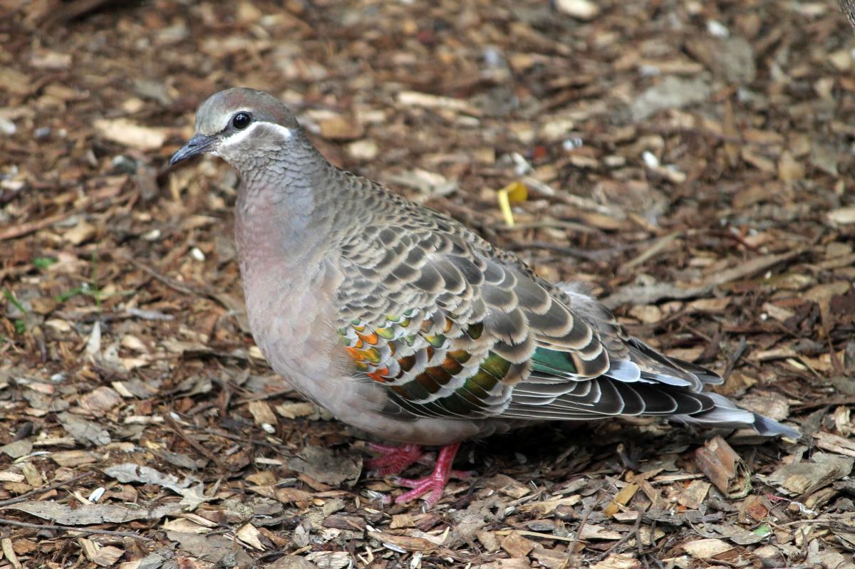 Common Bronzewing (Phaps chalcoptera)