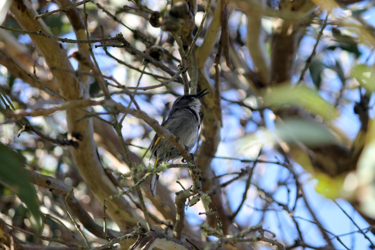 Crescent Honeyeater (Phylidonyris pyrrhopterus)