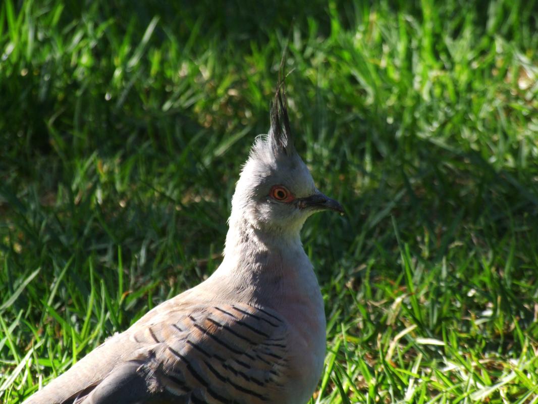 Crested Pigeon (Ocyphaps lophotes)