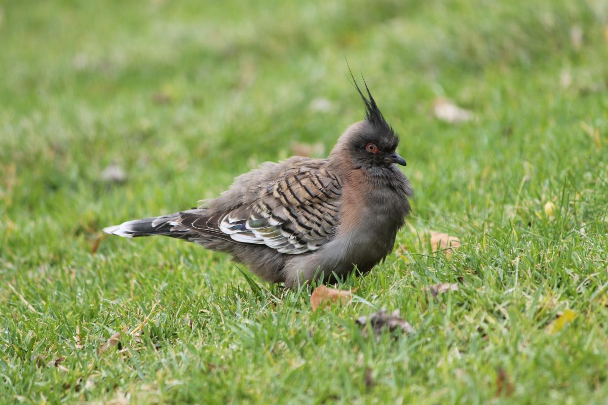 Crested Pigeon (Ocyphaps lophotes)