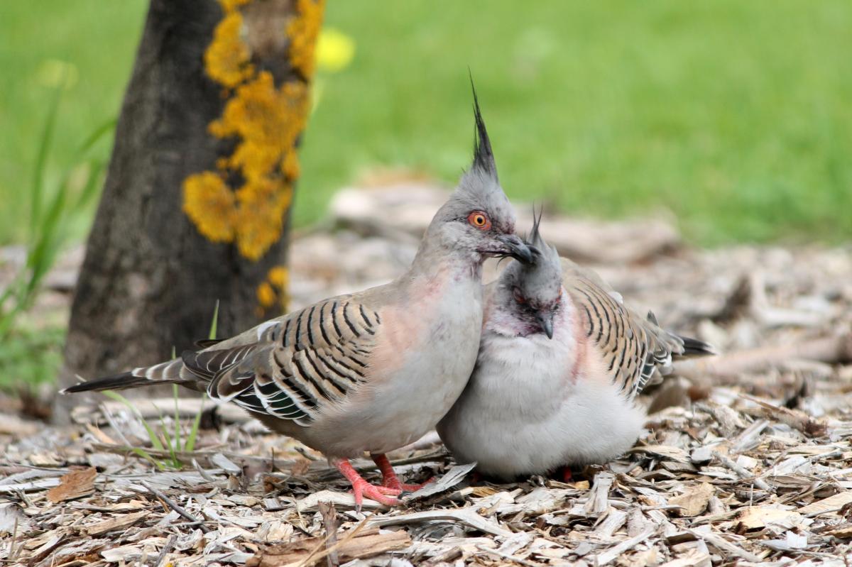 Crested Pigeon (Ocyphaps lophotes)