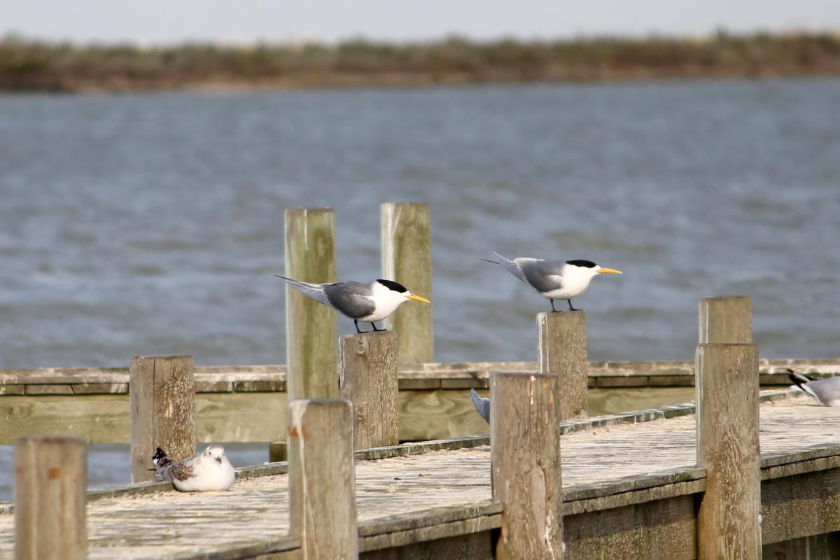 Greater Crested Tern (Thalasseus bergii)