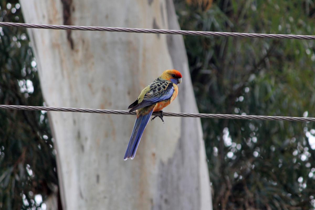 Crimson Rosella (Platycercus elegans)