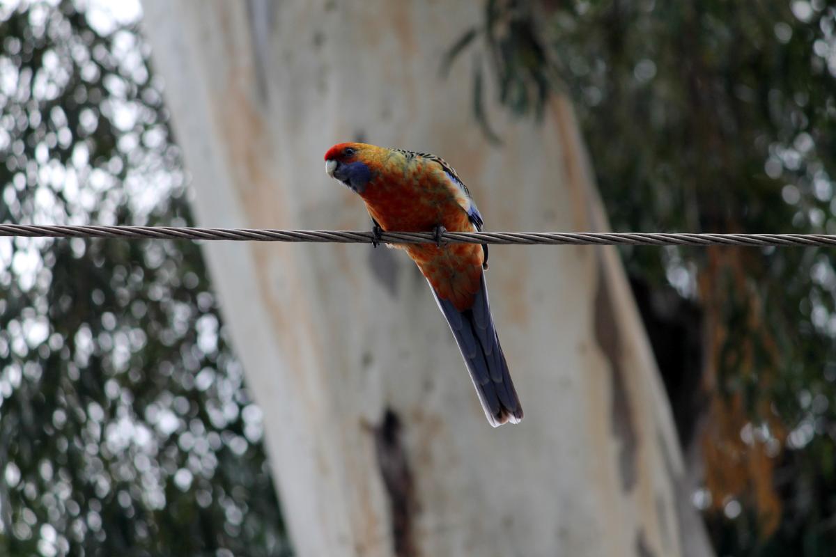 Crimson Rosella (Platycercus elegans)