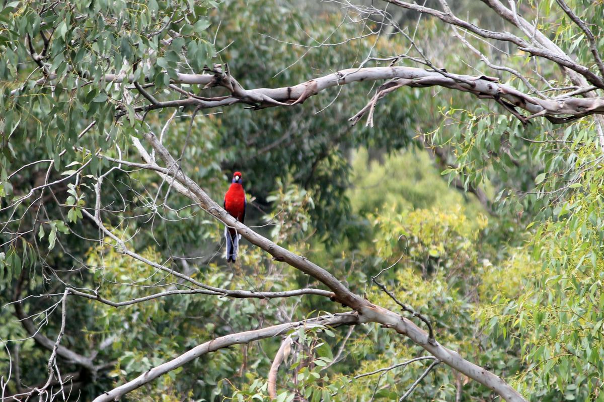 Crimson Rosella (Platycercus elegans)