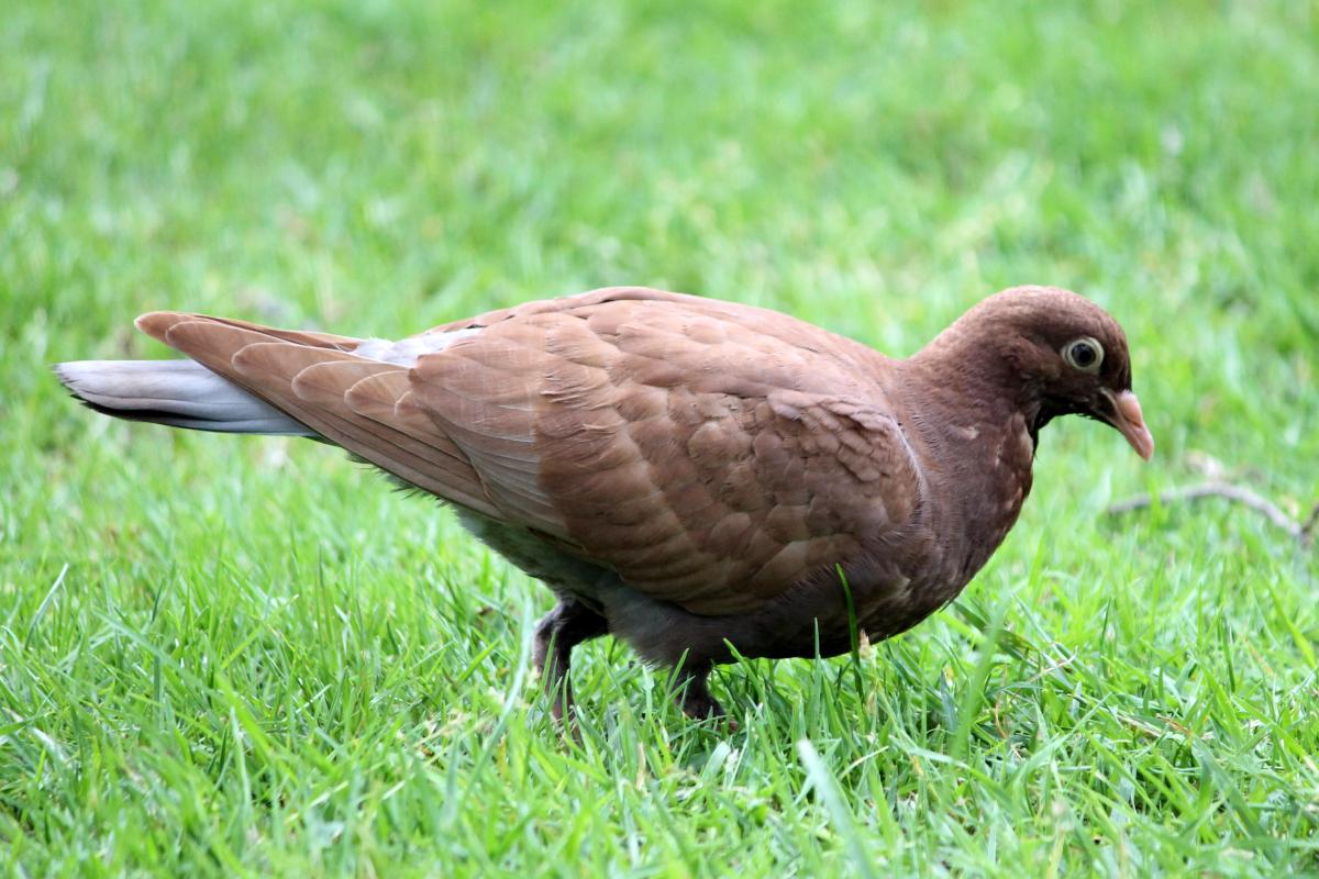 Domestic Pigeon (Columba livia domestica)