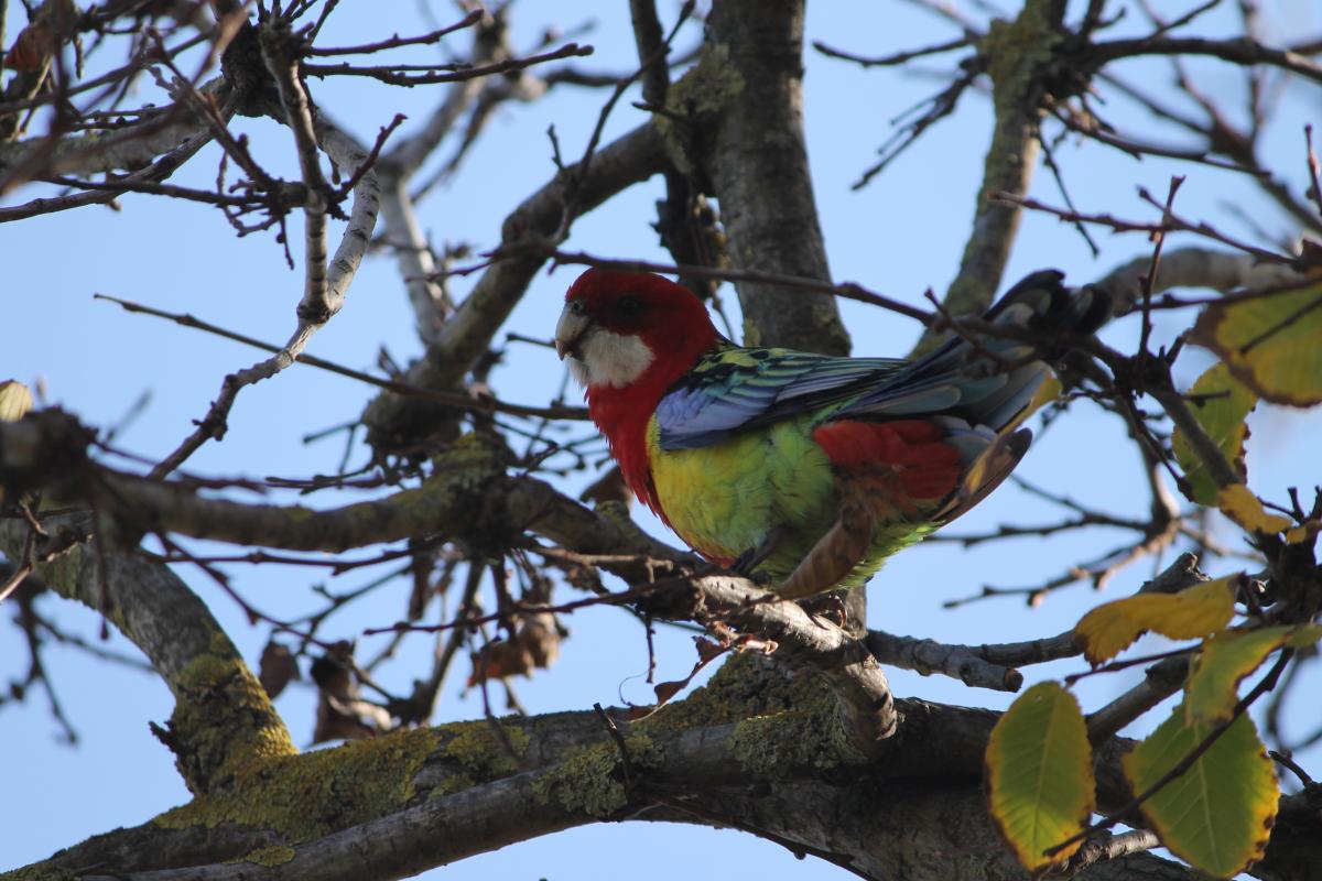 Eastern Rosella (Platycercus eximius)