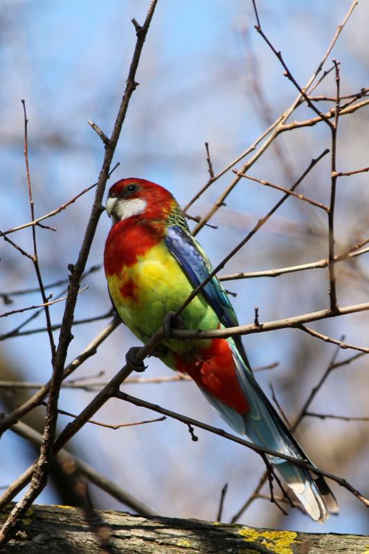 Eastern Rosella (Platycercus eximius)